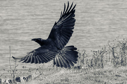Birds Birds