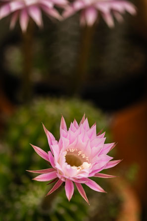 20150510-L3012928.jpg