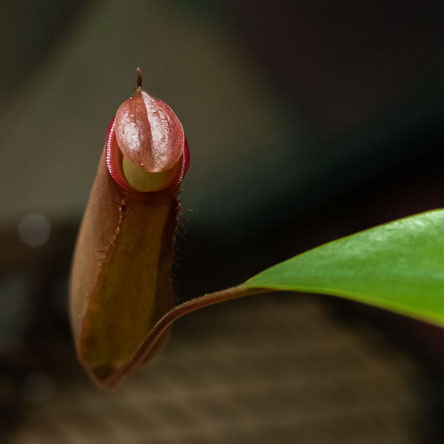 20160420-S1000254.jpg
