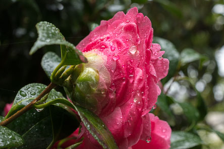 20180406-C1020657.jpg