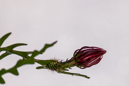 20190826-C1090581.jpg