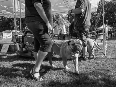 Dog Show
