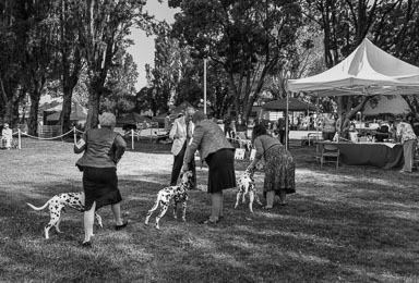 Dog Show Dog Show