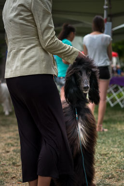 Dog Show Dog Show
