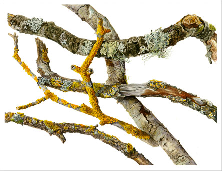 1-lichens-2_lettersize_ip.jpg