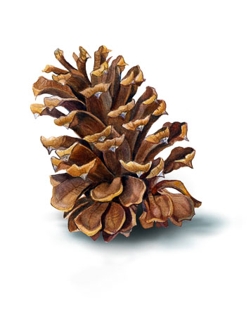 pinecone_correctedjp.jpg