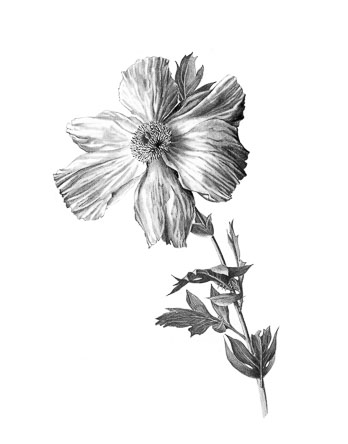 poppy-jp_lettersize_sharpened_ip.jpg